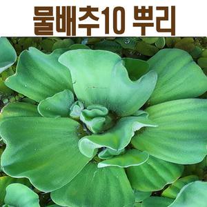 물배추와 수생식물