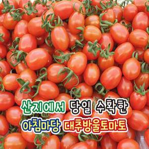 [아침마당]대추방울토마토 소과 2kg 2박스 구매시 1kg 추가발송