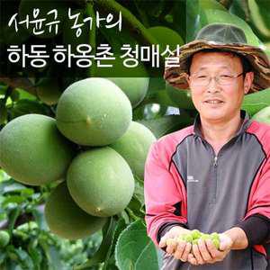 [예약판매][맑은물농원] 하동 청매실 왕왕특 10kg