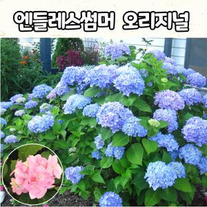 엔들레스썸머 오리지날 수국(블루, 핑크) 5치 포트