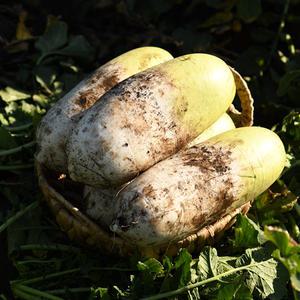 [롯데백화점]제주푸드마씸 제주오가닉스 유기농 월동무 5kg (제주직송)