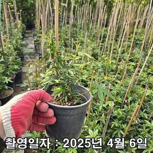 [나무생각]착한가격 나무생각 / 목향장미 / 루테아 / 5치 포트 / 개화주