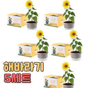 자연애 마이가든 해바라기 5세트/식물키트,화분,키우기세트