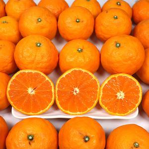 제주 감귤 카라향 고당도 못난이 3kg 5kg