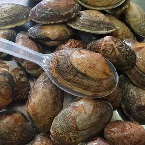 통영 싱싱한  활바지락 1kg