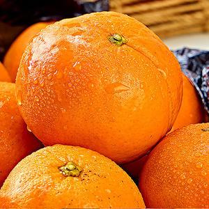 제주 원조 GAP 감귤 5kg 제철 제주감귤 한라봉 카라향