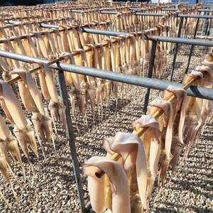 포항 반건조오징어 마른오징어 피데기 파품 1kg
