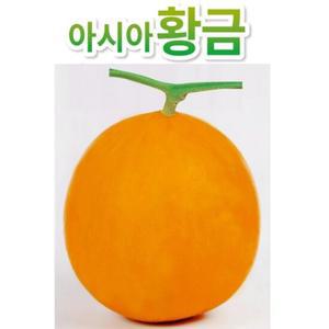 아시아종묘 씨앗 멜론 아시아황금 100립
