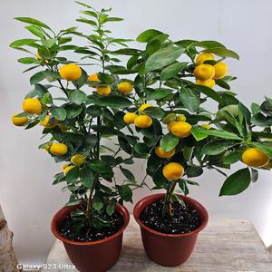 유주나무(열매가 주렁주렁해요)높이 60~85cm