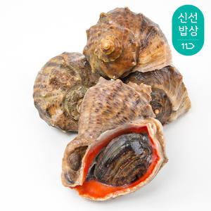 [품질보장]이순신수산 통영 참소라 특대 1kg [3-4미]