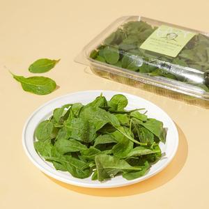[신선장인] 김진성 유기농 베이비 루꼴라 50g