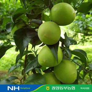 [광양동부농협] 햇 청매실 매실 10kg 액기스 매실장아찌
