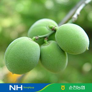 [순천농협] 청매실 매실 10kg(대/M) 액기스 매실장아찌