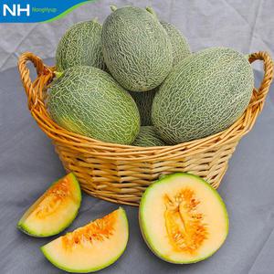 [고령군농협] 하미과 멜론 수박 멜론 5kg 실중량