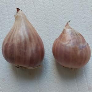 무안농수산 국내산 쪽파 종자 쪽파씨앗 종구모종 1kg