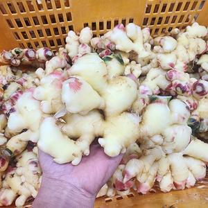 명품수랏간 국산 영주 봉화 햇생강 세척생강 1kg