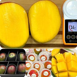 임산부 프리미엄 고당도 16.5브릭스 페루산 애플망고 4kg 8-10입