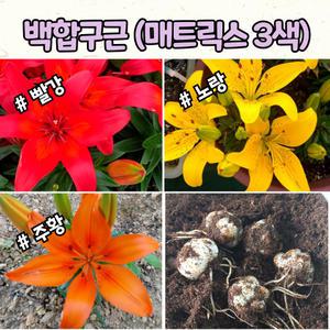 백합 매트릭스 구근 3종 키작은 백합 노지월동