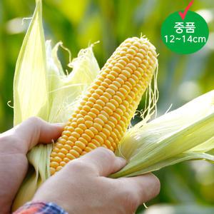 제철 당도선별 초당 옥수수 중품(12~14cm)