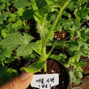 [모종모종]애플수박 2주 (2주 1셋트((넝쿨수박)사과수박(희귀모종 가진물량 소비시 품절합니다)