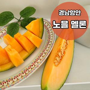 [함안] 노을 멜론 칸탈로프메론 고당도 레드 제철과일