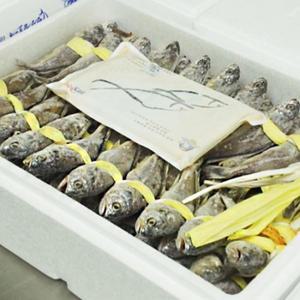 통째로먹는 영광법성포굴비 70미