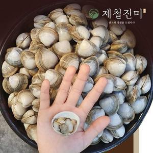 [제철진미] 유네스코 서천갯벌 자연산 제철 동죽조개 3kg 산소포장 신선 산지직송
