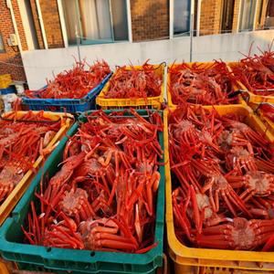 선주직판 후포리 박달홍게 4kg 8-10미 수율보장