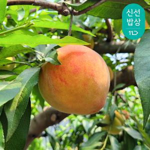[품질보장] 25년 첫 수확 경북 하우스 복숭아 중소과 500g (2-5과) / 황도 백도 랜덤발송