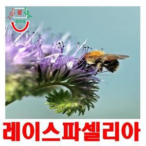 희귀씨앗 레이스 파셀리아 씨앗 50 립
