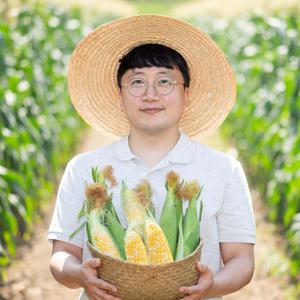 [대한민국농수산] 16cm 이상 고당도 특품 초당옥수수 (특품)