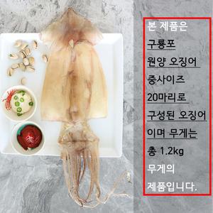 구룡포 건조 오징어 20미 한축 포항 마른오징어 1.2kg