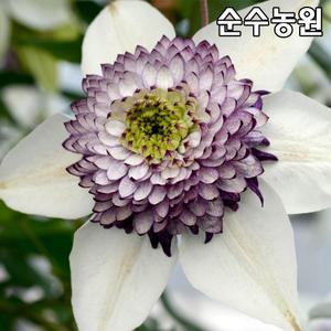 클레마티스 모종(레이먼드), 비에네타 15cm사각화분 1개/덩굴식물