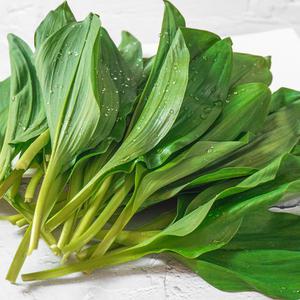 [더조은푸드] 지금이 제철 강원도 정선 고랭지 명이나물 500g/1kg/2kg