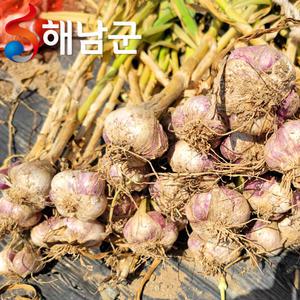해남 햇마늘 남도마늘 반접 50개 소 / 요리 양념용 마늘 통마늘