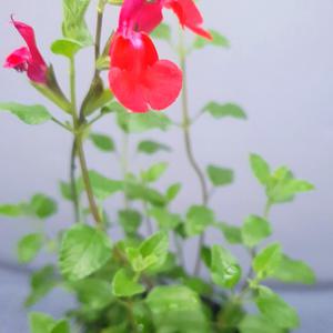 체리세이지 10cm 포트화분 허브모종 조경허브 허브키우기