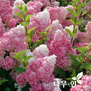[나무인]	바닐라프레이즈 목수국
