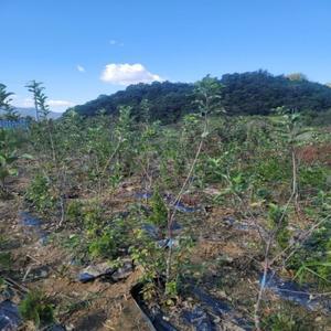 사과나무 / 홍로 2년생 결실주