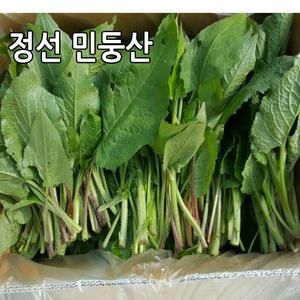 강원도 정선 생곤드레 4kg 민둥산 곤드레나물 산나물