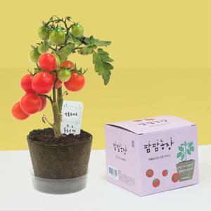 [기타]팜팜농장 방울토마토 외 7종 선택 식물 재배 키트 화분 모종 식물키우기 식목일 모종 학습교구