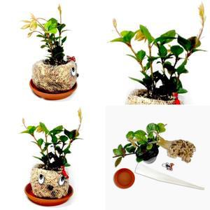 토피어리 식물 조형물 꾸미기 멋쟁이 DIY 중급 내가만든 화분 KIT (5개묶음)