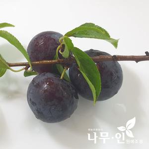 [나무인]바이오체리 나무묘목  흑자두 2그루
