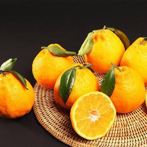 [햇살맞춤]산지직송 제주 한라봉 10kg 51-59과 가정용 제주연가