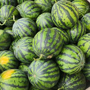 못난이 고당도 수박 3kg, 5kg, 7kg, 상품 외형 B급 수박  초특가 판매