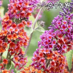 붓들레아나무 묘목(플라워파워) 10cm포트 3개/꽃나무/생울타리, 군식