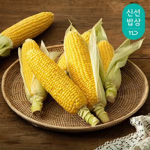 [품질보장] 국내산 고당도 햇 초당옥수수 10개 (특품) 14cm이상