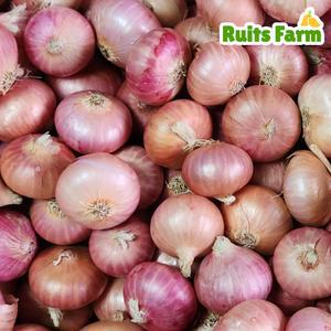 [루츠팜] 미얀마 샬롯 1kg 샬럿 험댕 미니양파 shallot 모충