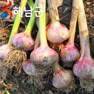 해남 햇마늘 대서마늘 반접 50개 중 / 장아찌용 마늘 통마늘