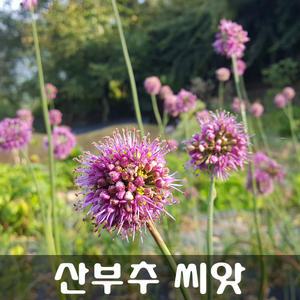 [해피플라워] 산부추 씨앗 100립 / 봄 가을 파종 부추꽃 꽃씨