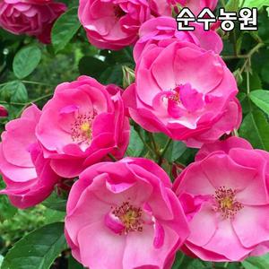 유럽사계덩굴장미 묘목, 안젤라 개화주 포트1개/넝쿨, 줄장미/꽃나무